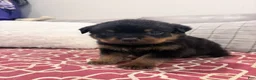 Rottweiler dogs for sale: Black collar male - Ad 3
