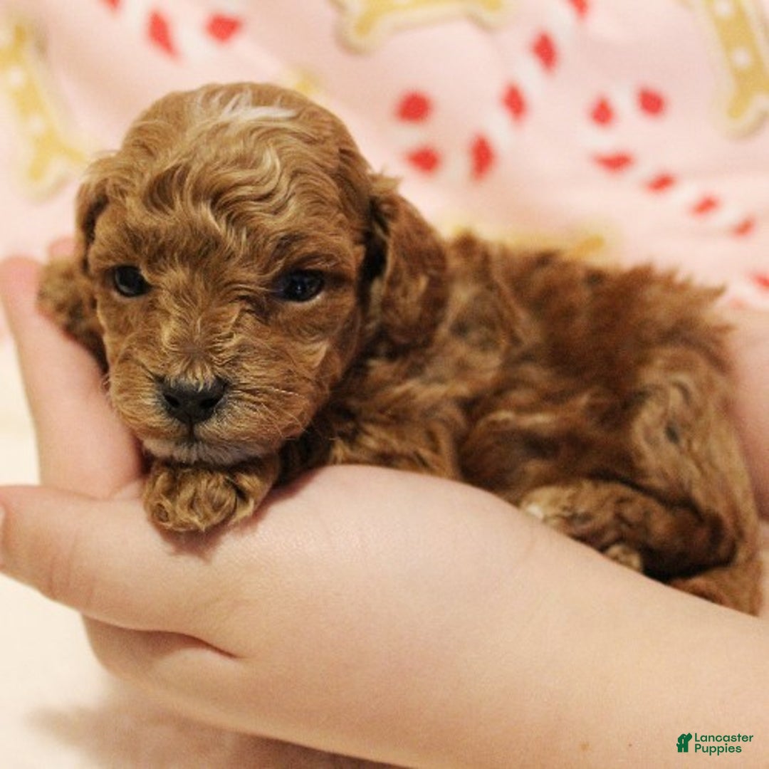 Toy Poodle dogs for sale: Snowflake - Ad 2