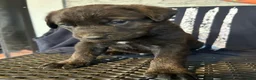 Cane Corso dogs for sale: Stromboli - Ad 1