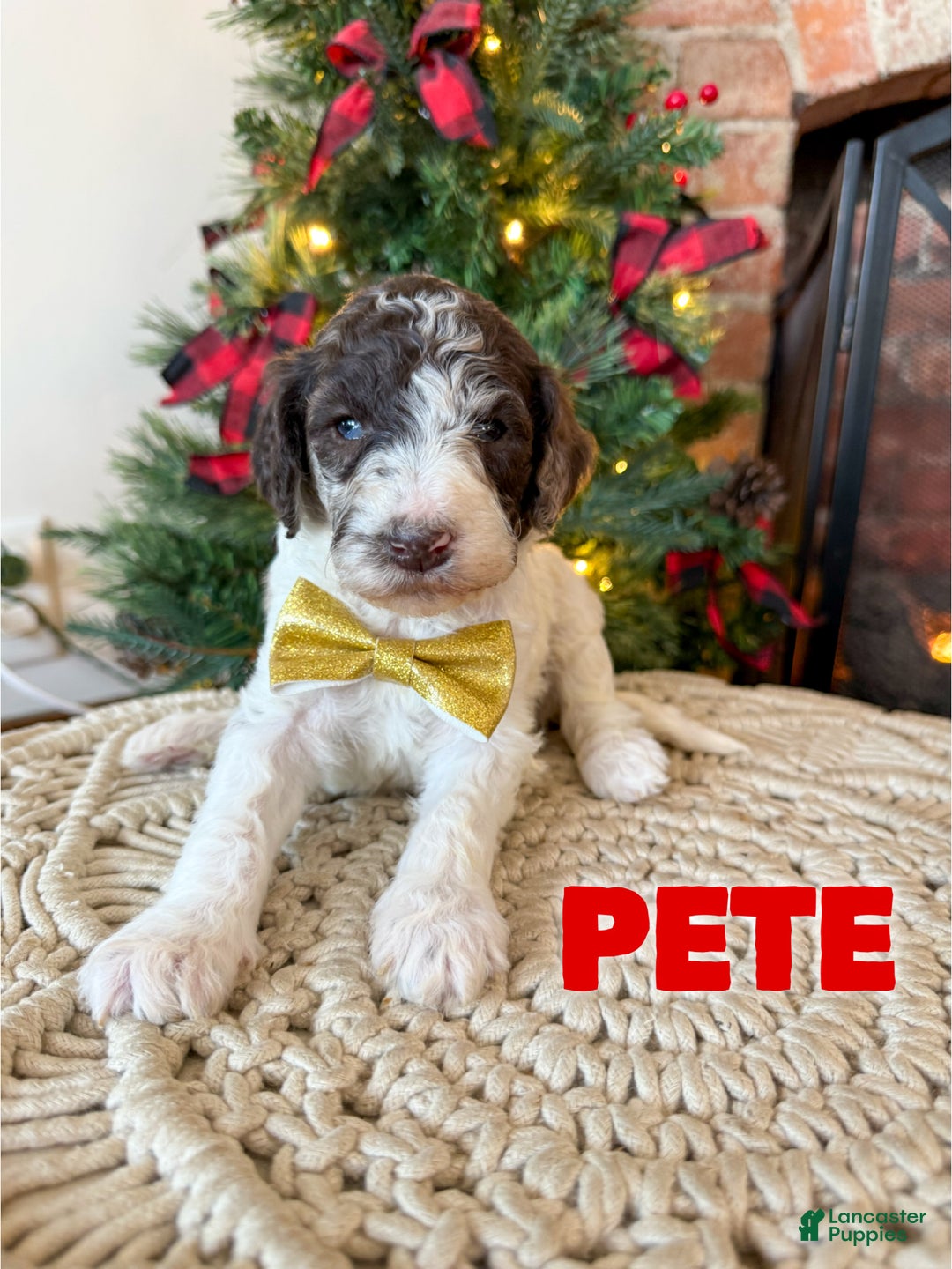 Mixed Breed dogs for sale: Pete - Ad 1