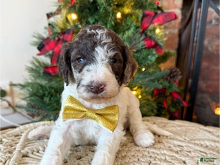 Mixed Breed dogs Pete - Ad 22