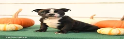 Boston Terrier dogs for sale: Abby - Ad 1