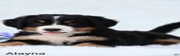 Bernese Mountain Dog dogs for sale: Alayna - Ad 4