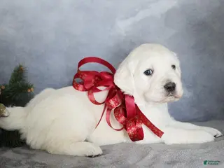 Golden Retriever dogs Aiden - Ad 2