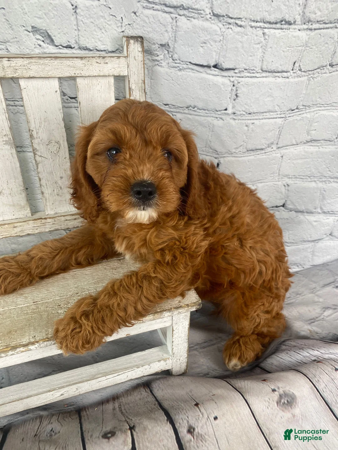 Cavapoo dogs for sale: Bella - Ad 12