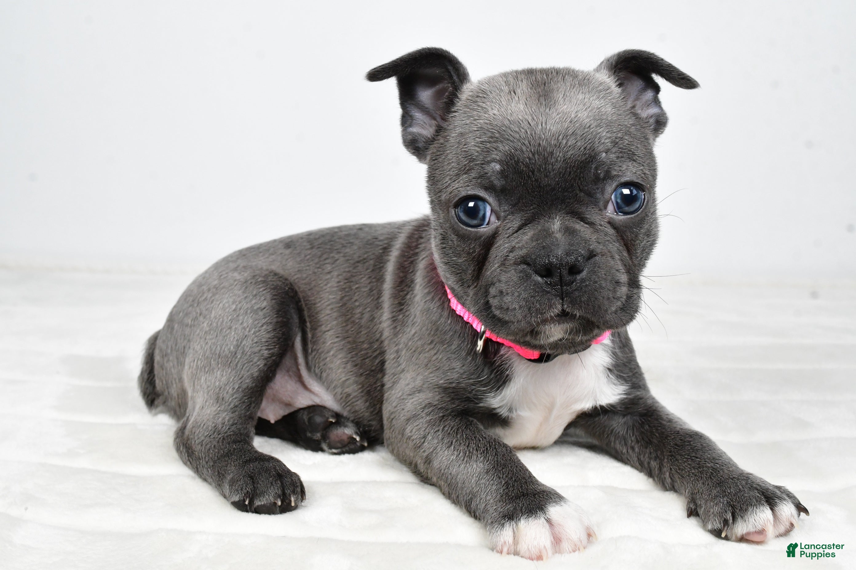 Mixed Breed dogs Lucy - Ad 1