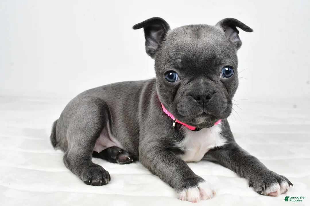 Mixed Breed dogs for sale: Lucy - Ad 1