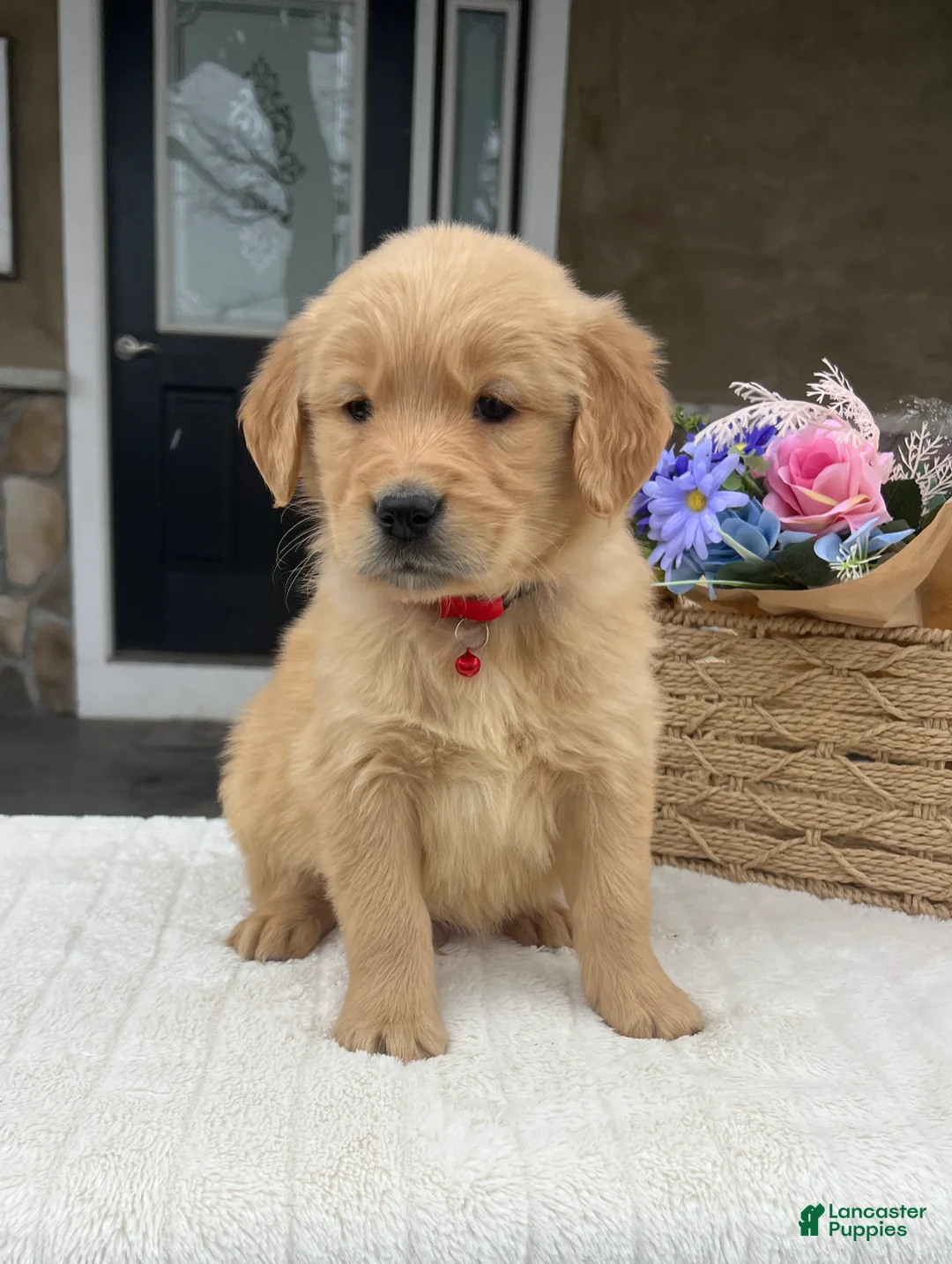 Golden Retriever dogs for sale: Denver - Ad 1