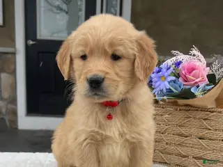 Golden Retriever dogs for sale: Denver - Ad 2