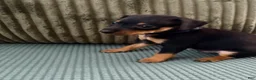 Miniature Pinscher dogs for sale: Leo - Ad 16