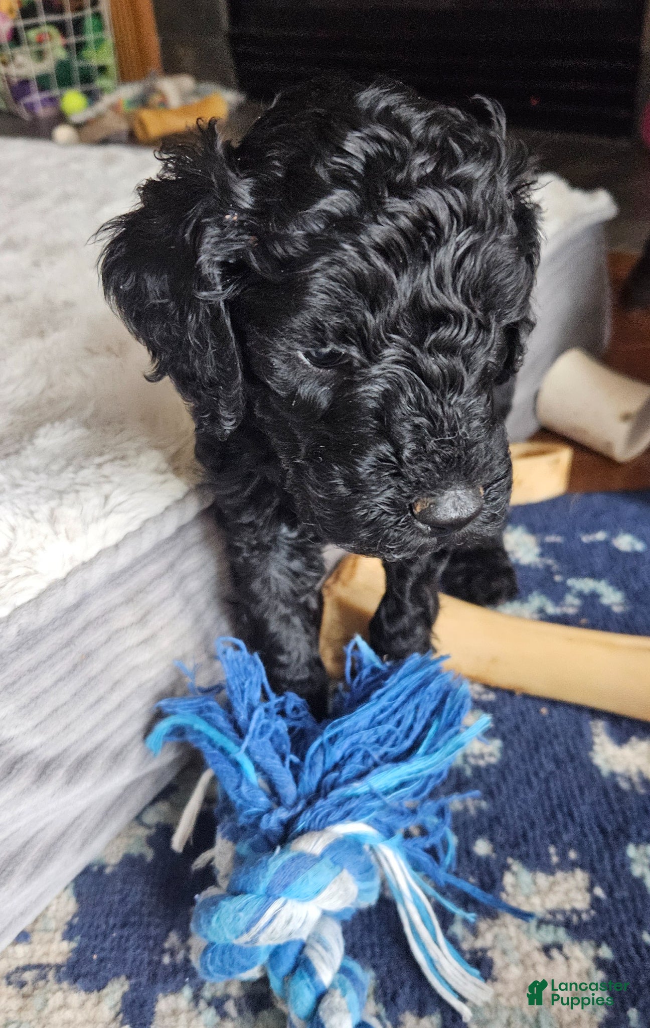 Goldendoodle dogs Goldendoodle Puppy 10 - Ad 22