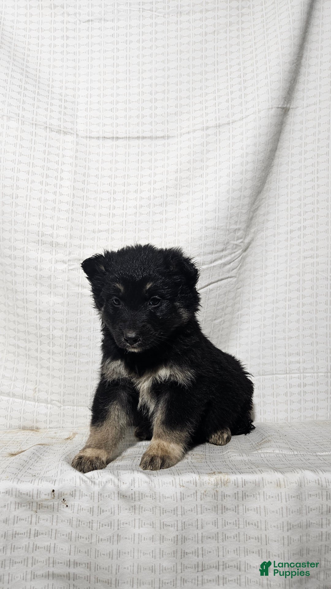 Mixed Breed dogs for sale: Sofia - Ad 7