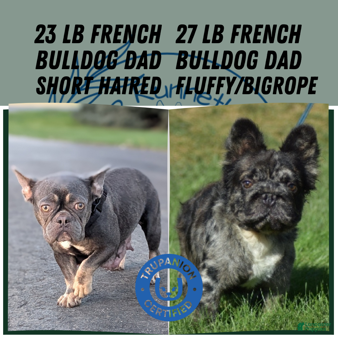 French Bulldog dogs for sale: Tiana - Ad 13