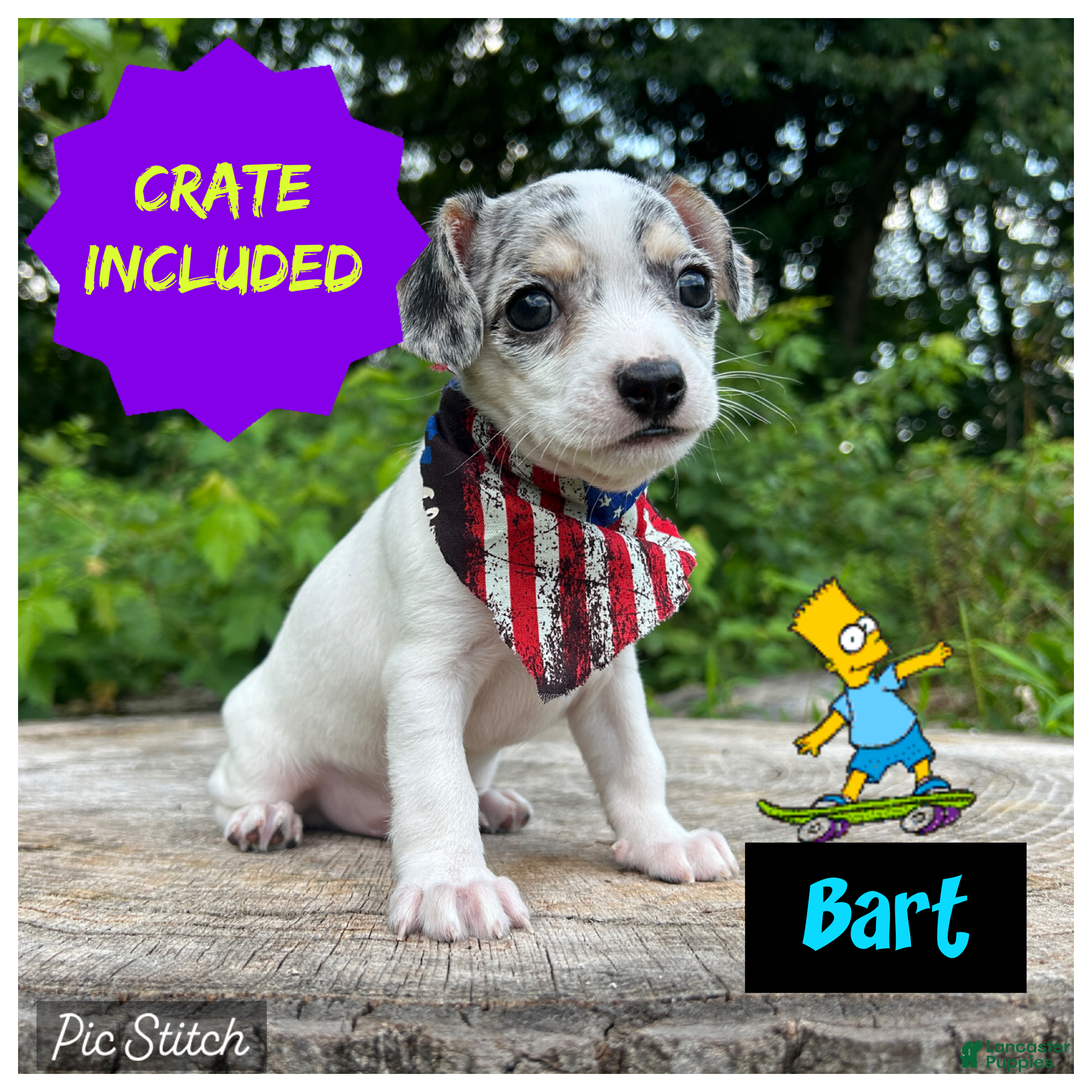 Chihuahua dogs 🐾Bart~Merle Chihuahua - Ad 1