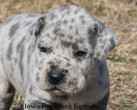 Great Dane dogs Heidi - Ad 1
