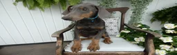 Doberman Pinscher dogs for sale: Doberman Pinscher 1 Baxter - Ad 5