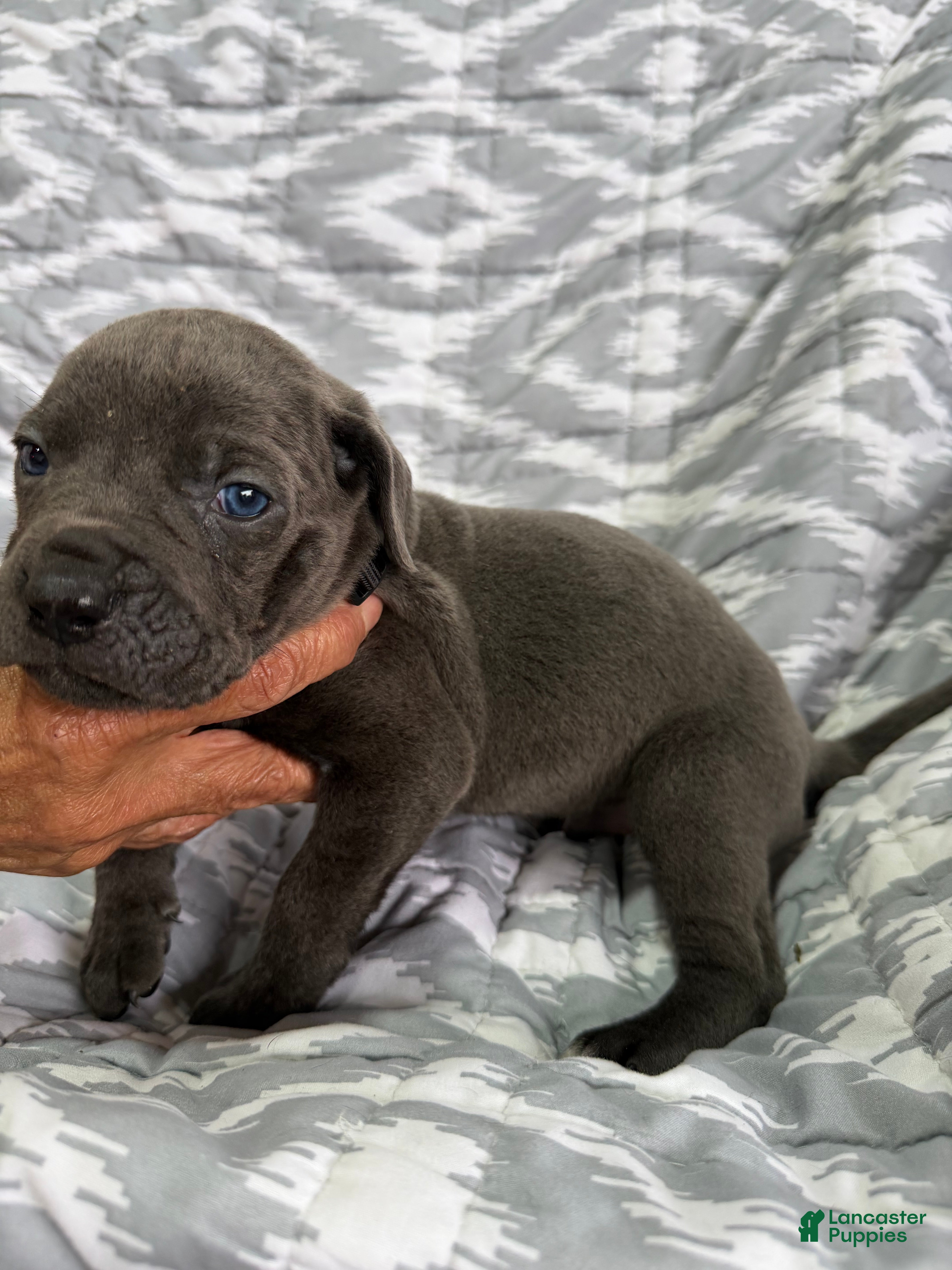Cane Corso dogs Bear - Ad 2