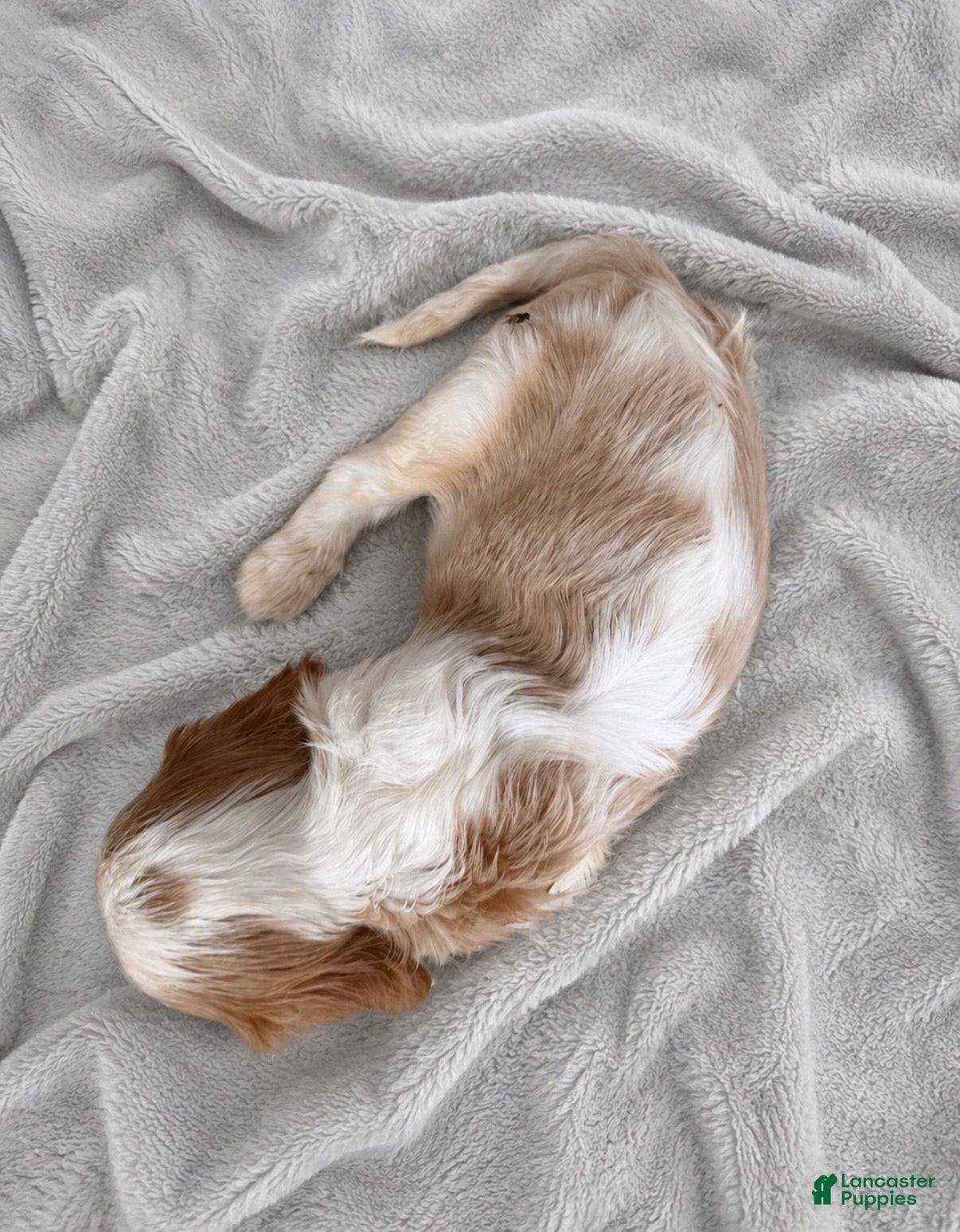 Cavalier King Charles Spaniel dogs Cavalier King Charles Spaniel 3 - Ad 38