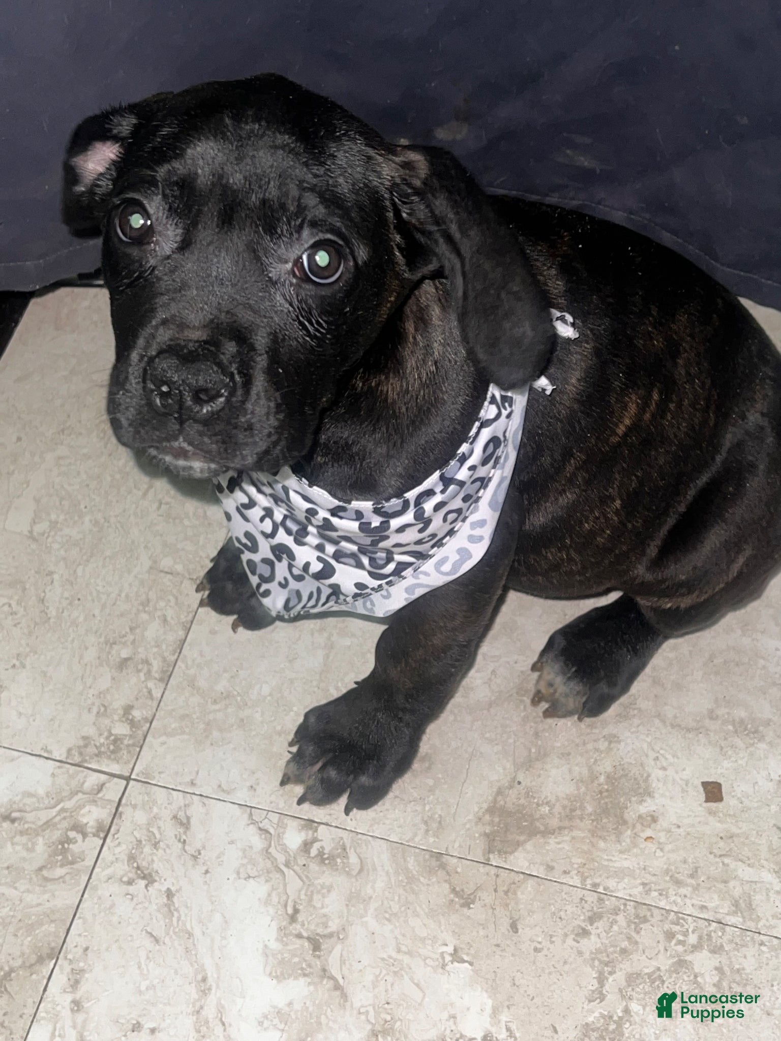 Cane Corso dogs Cane Corso Puppy 1 - Ad 5