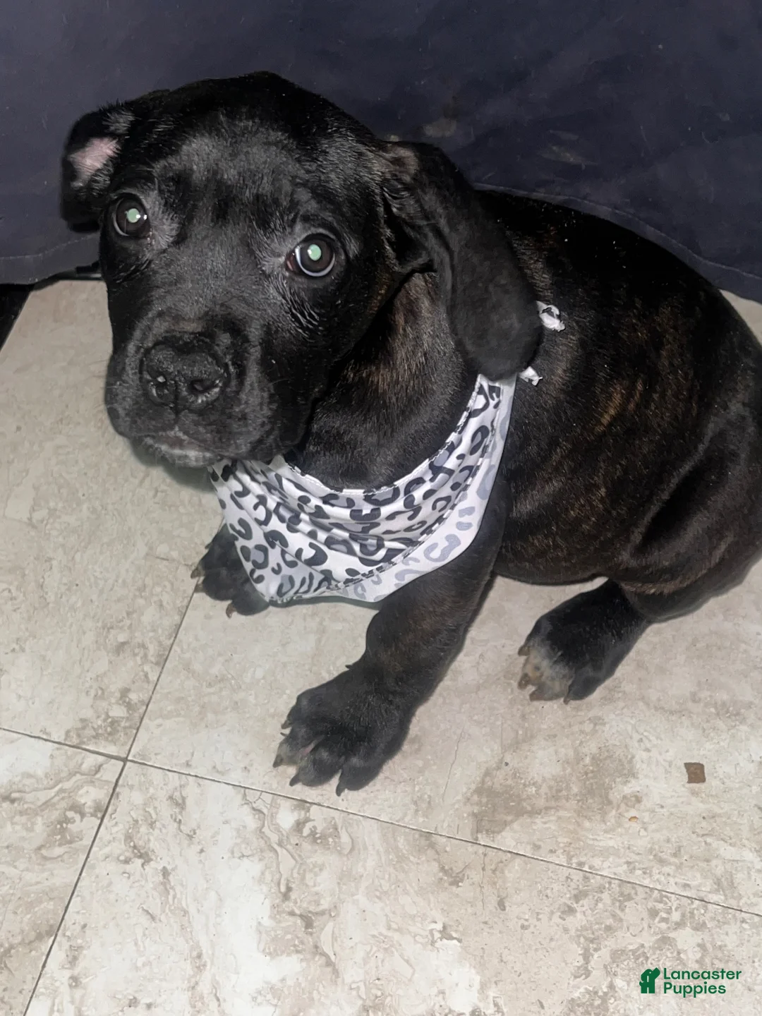Cane Corso dogs for sale: Cane Corso Puppy 1 - Ad 1