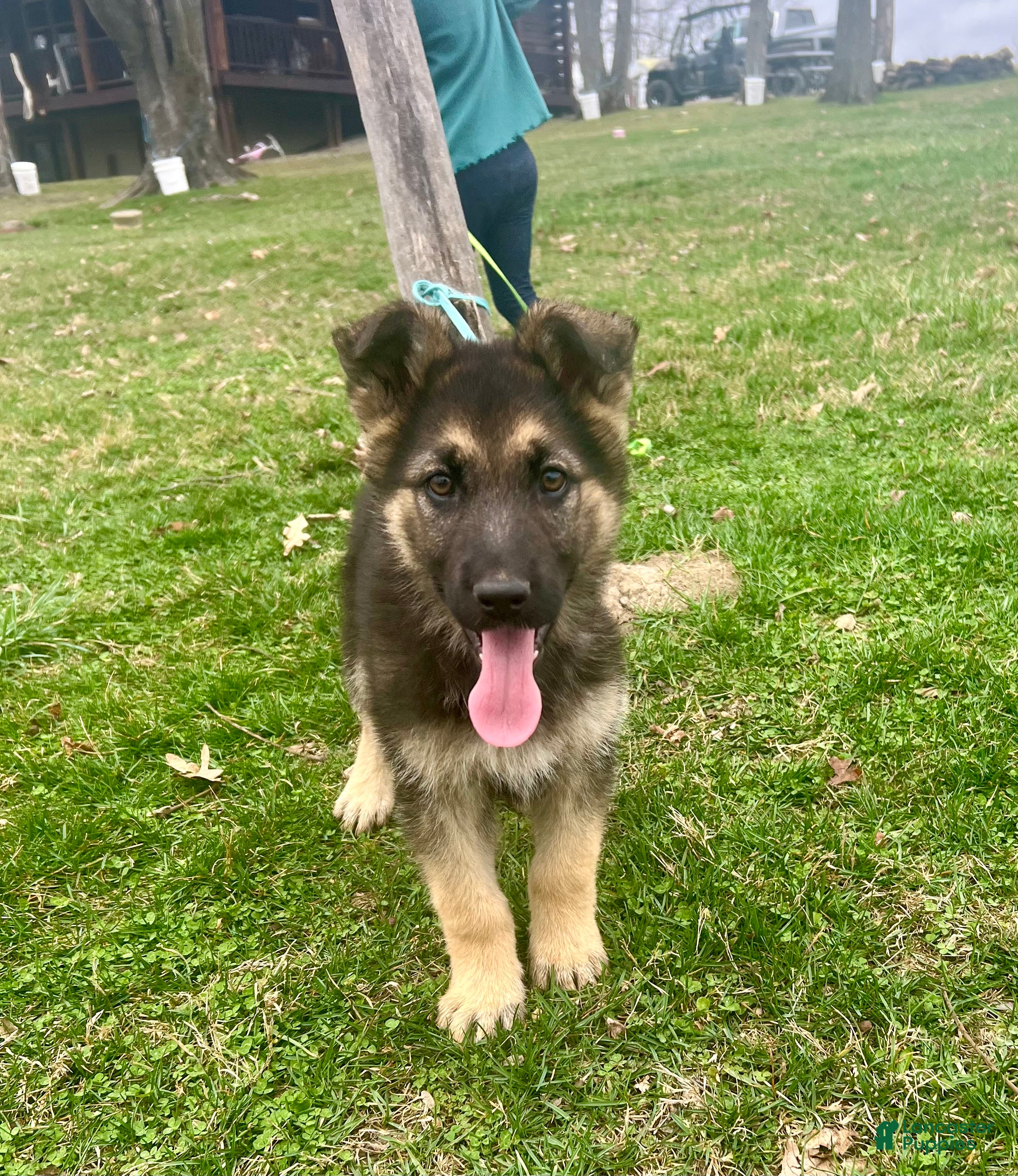 German Shepherd dogs Misty - Ad 2