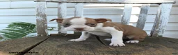 Boston Terrier dogs for sale: Clifford - Ad 3