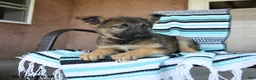 German Shepherd dogs for sale: Gerry - Ad 5