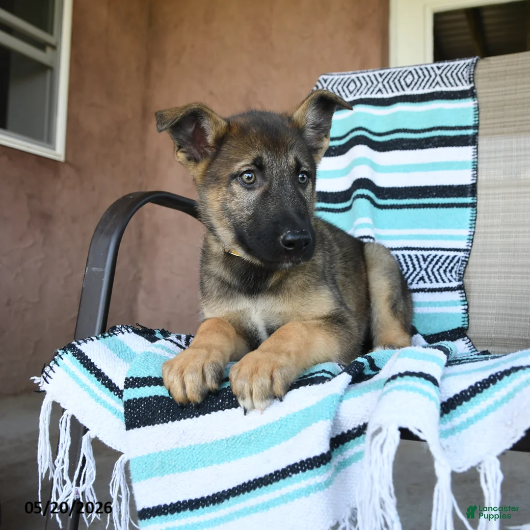 German Shepherd dogs for sale: Gerry - Ad 5
