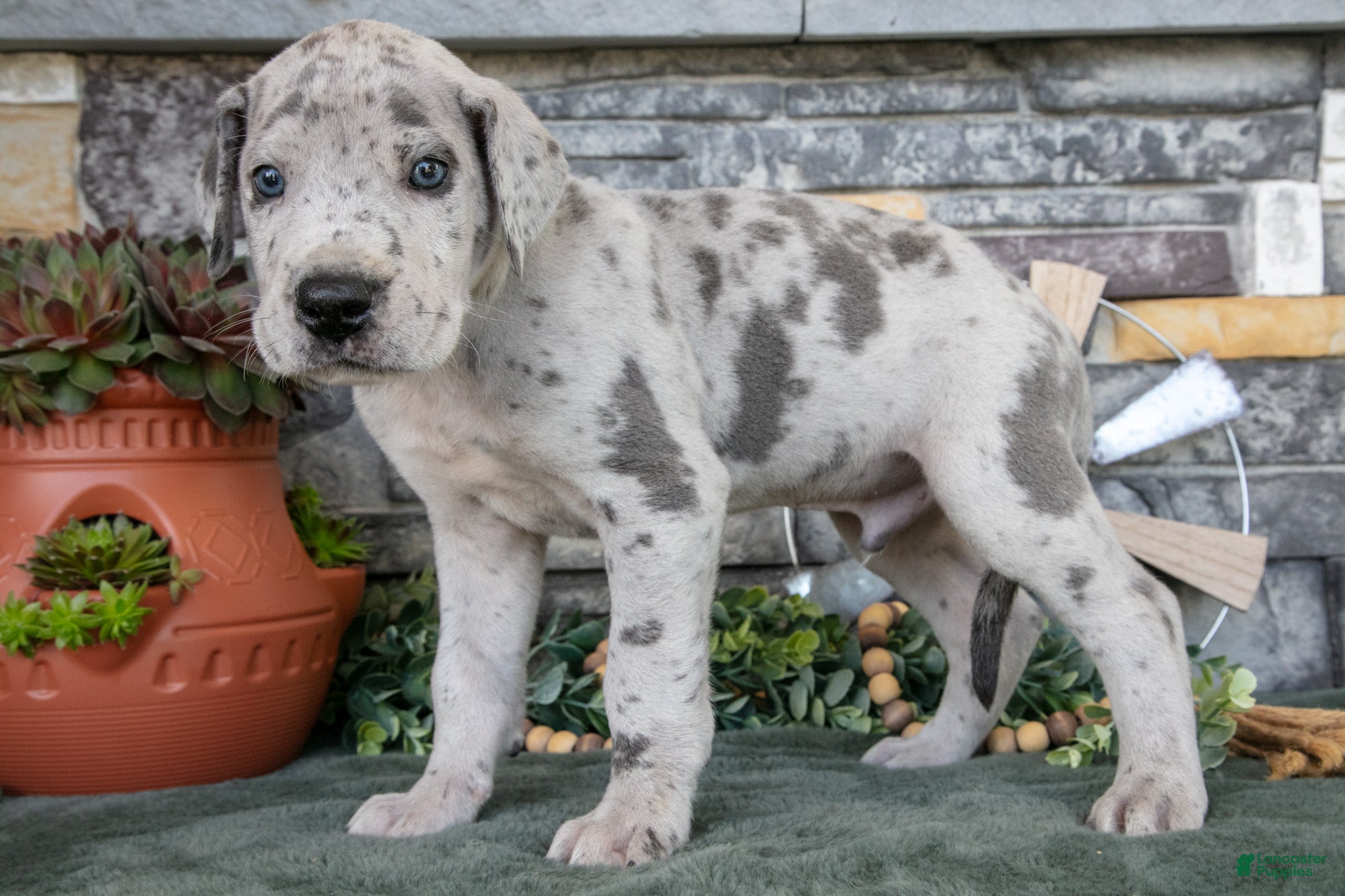 Great Dane dogs Superman - Ad 1