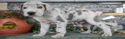 Great Dane dogs for sale: Superman - Ad 1