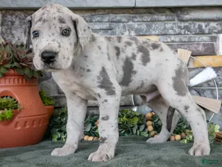 Great Dane dogs for sale: Superman - Ad 4