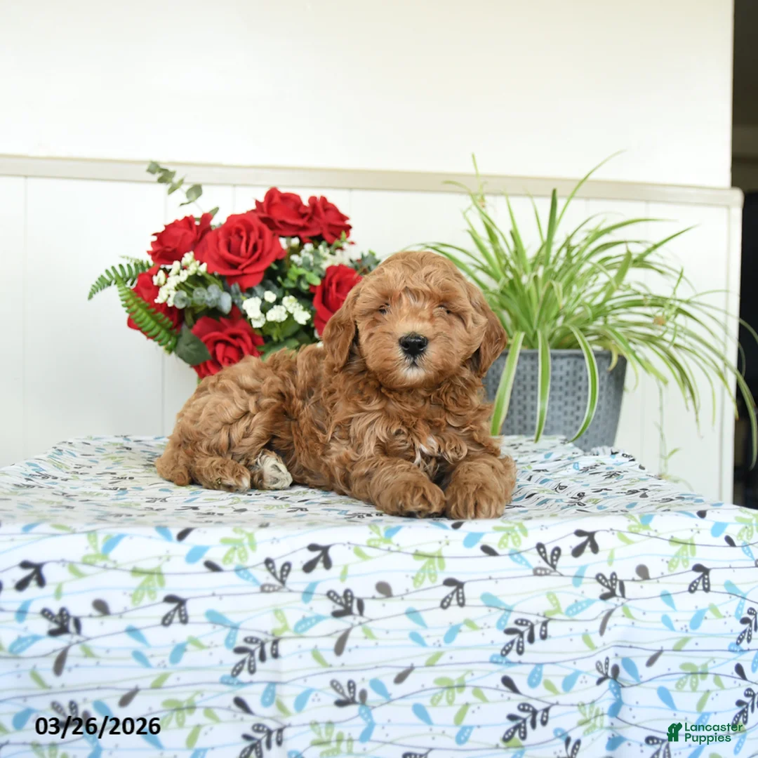 Mini Goldendoodle dogs for sale: Wellington - Ad 2