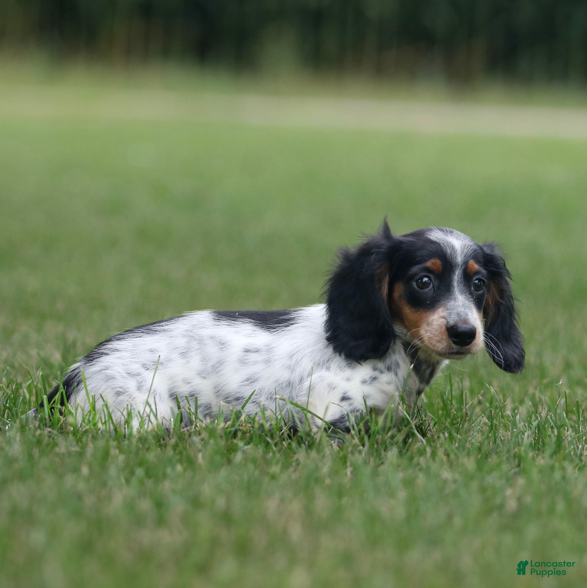 Miniature Dachshund dogs Duke Miniature Dachshund Puppy  - Ad 2