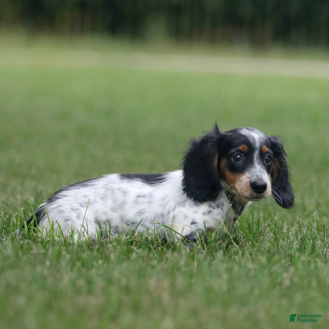 Miniature Dachshund dogs for sale: Duke Miniature Dachshund Puppy  - Ad 2