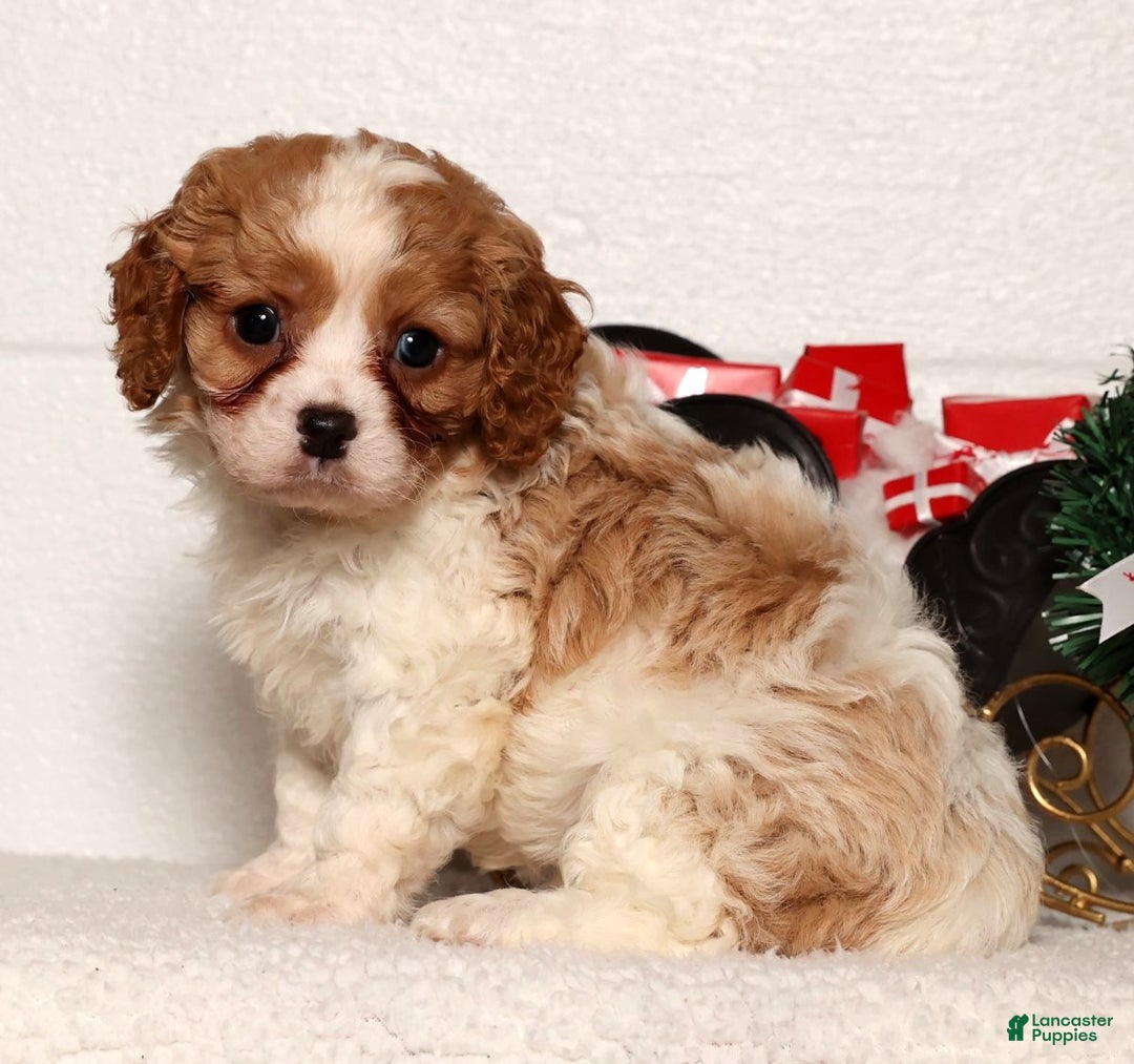 Cavapoo dogs for sale: Arthur - Ad 7