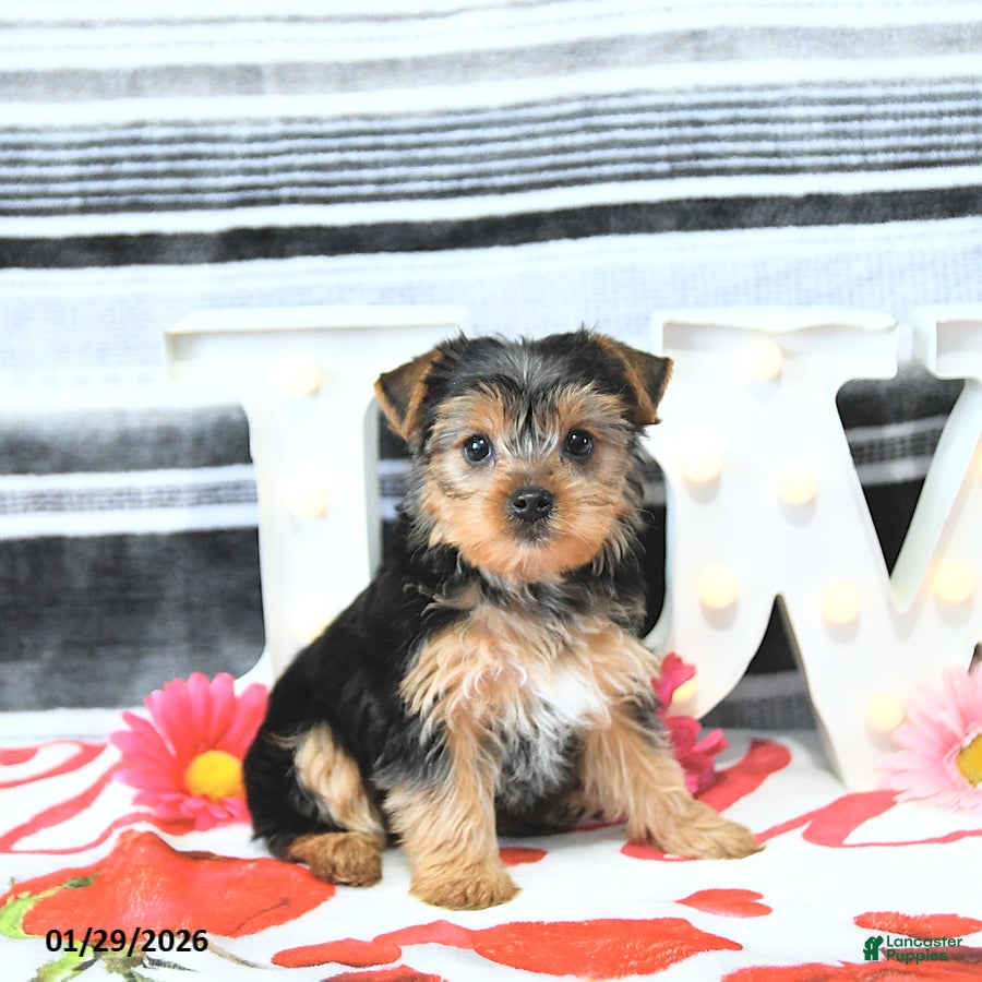 Yorkshire Terrier dogs Marshall - Ad 7