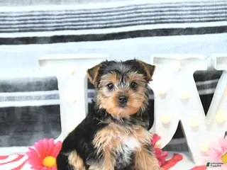 Yorkshire Terrier dogs Marshall - Ad 7