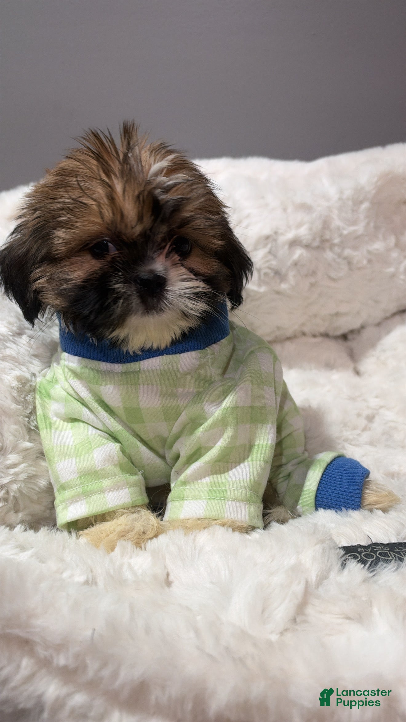 Shihpoo dogs Tiny simba  - Ad 1