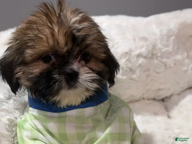 Shihpoo dogs Tiny simba - Ad 1