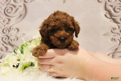 Toy Poodle dogs Sugar Plum  - Ad 1