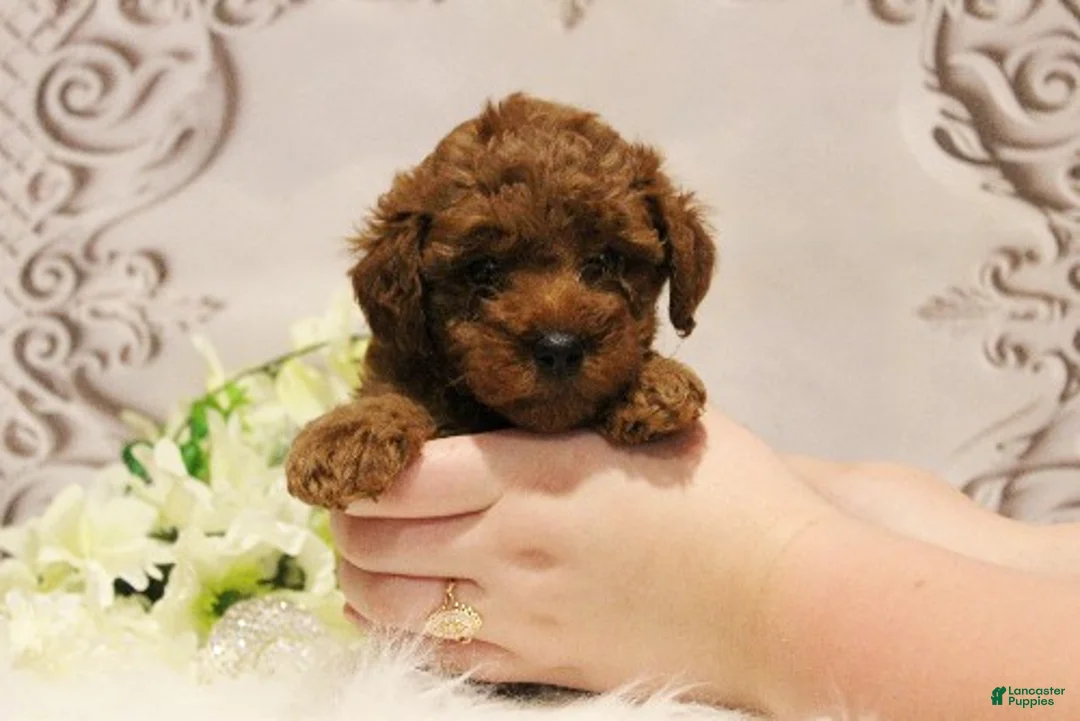 Toy Poodle dogs for sale: Sugar Plum  - Ad 1
