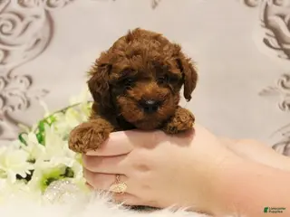 Toy Poodle dogs for sale: Sugar Plum - Ad 4