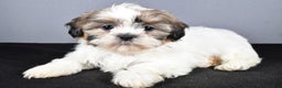 Shih Tzu dogs for sale: Lilly - Ad 1