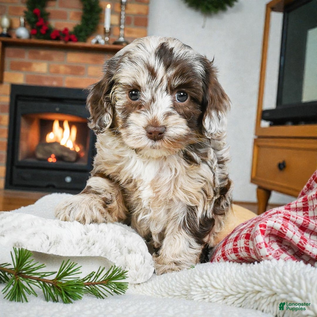 Cockapoo dogs for sale: dixie - Ad 5