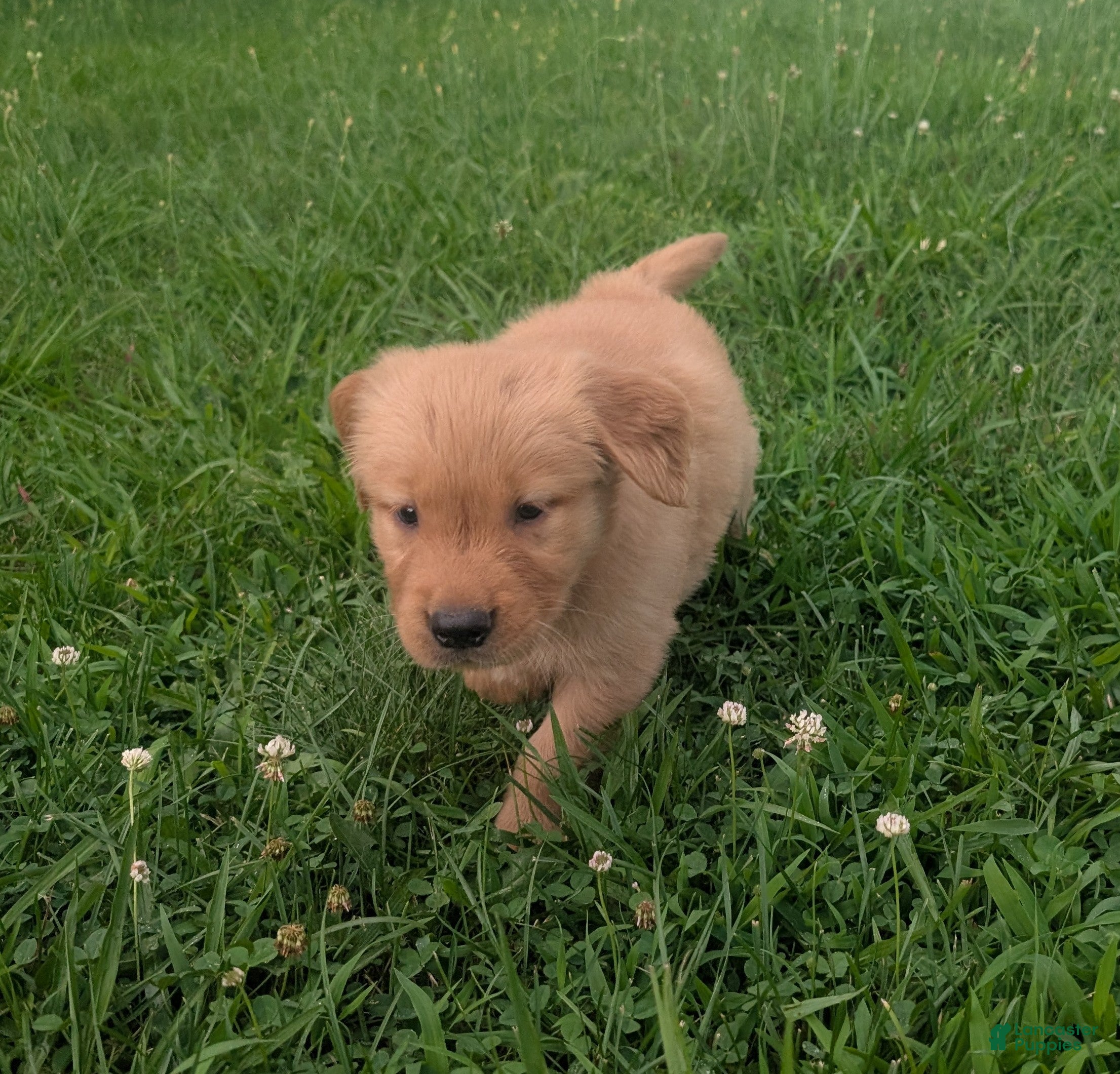 Golden Retriever dogs Rocky - Ad 2