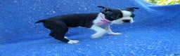 Boston Terrier dogs for sale: Vanessa  - Ad 1