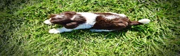 Havapoo dogs for sale: Bubbles - Ad 9