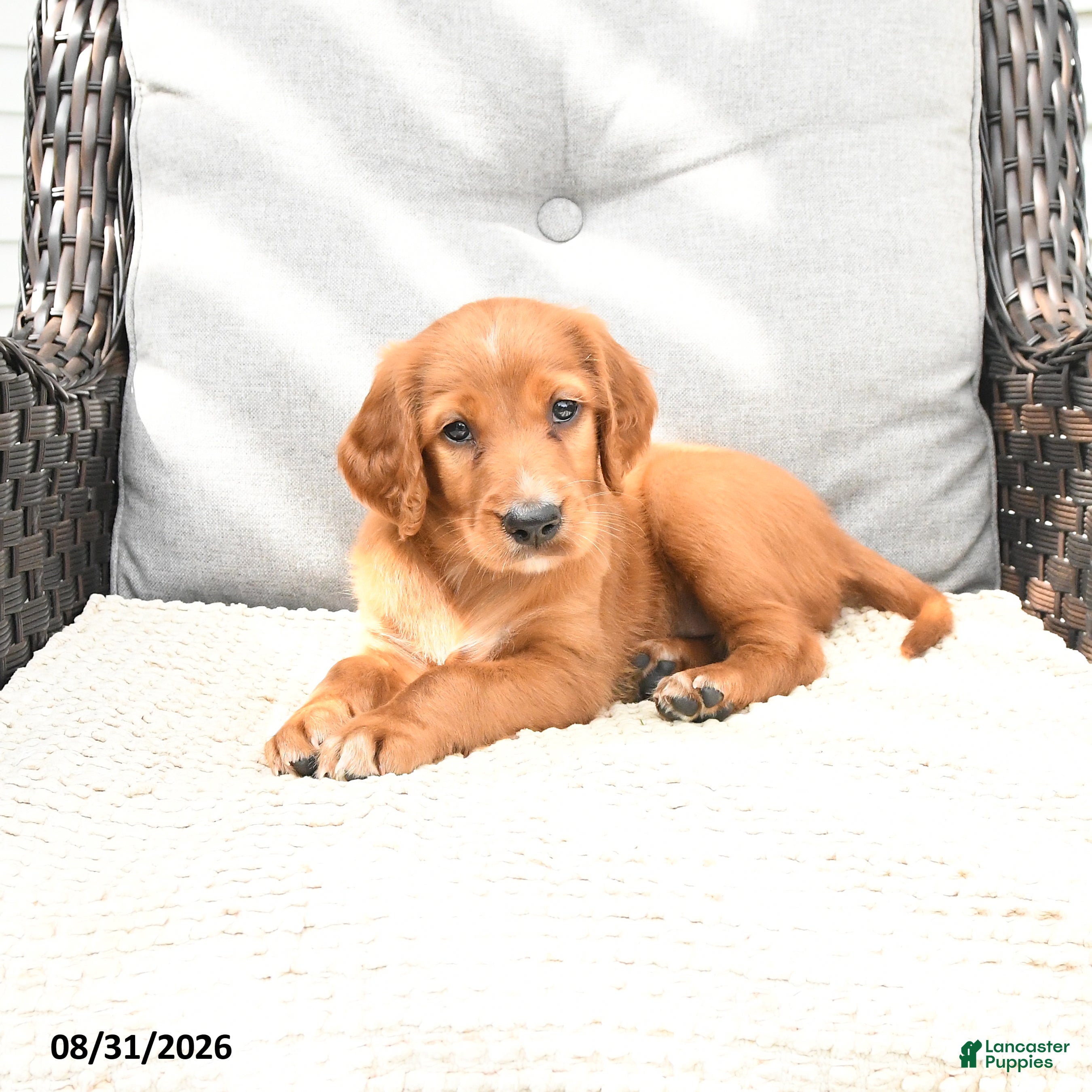 Mixed Breed dogs Rosa  - Ad 2