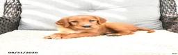 Mixed Breed dogs for sale: Rosa  - Ad 2
