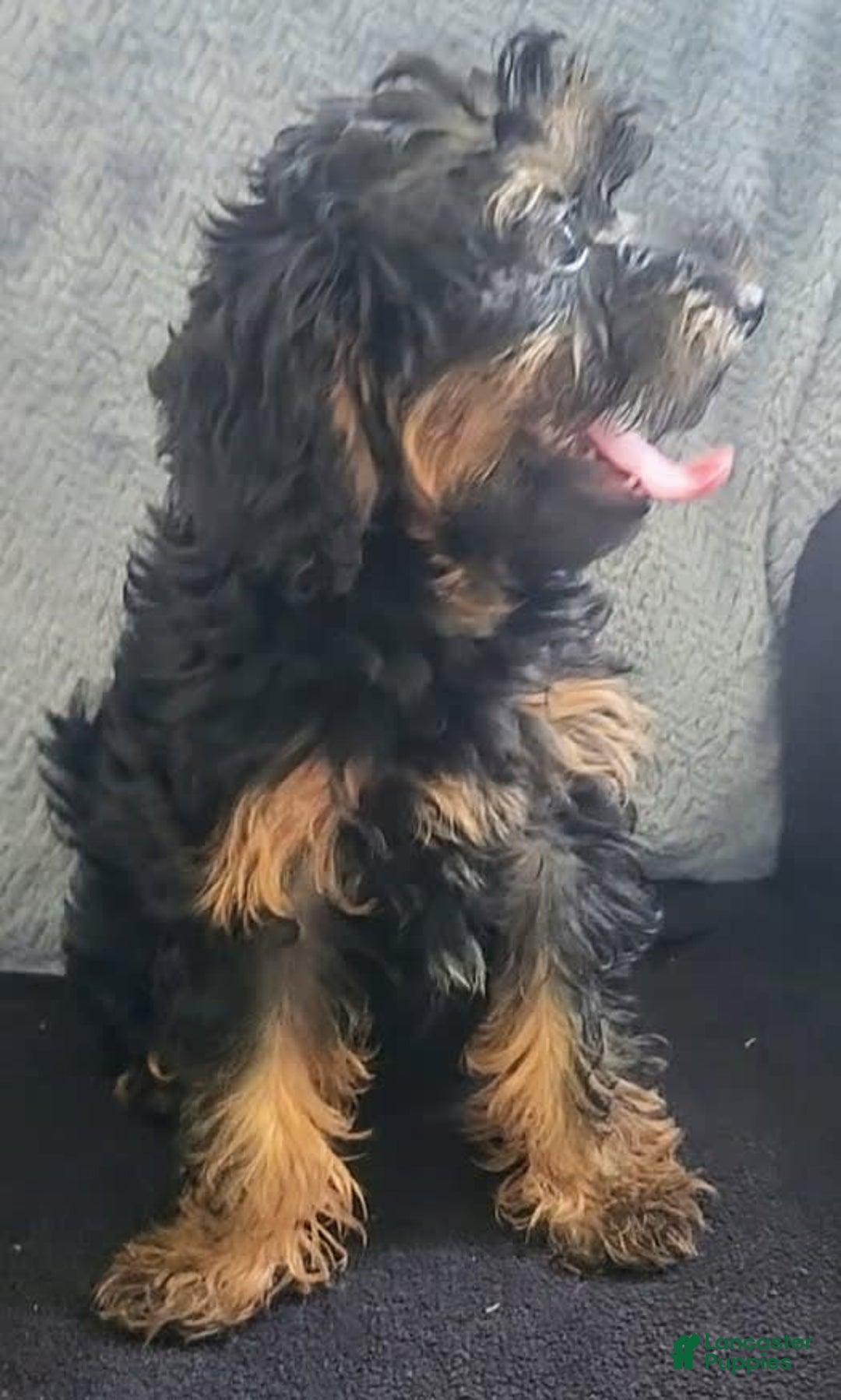 Yorkiepoo dogs for sale: Brownie - Ad 6